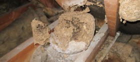 removing a hornets nest in oxshott