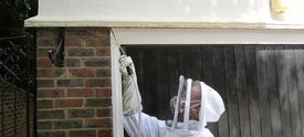 Wasp nest removal experts in Oxshott